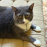 Charming joined the competition — help win amazing prizes! cat, gray_cat, white_paws, yellow_eyes, collar, bell, pet, feline, indoor, cushion, textured_fabric, resting, close_up, portrait, whiskers, fur, animal, cute, relaxed, domestic_cat