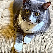 Charming is registered to the contest to win money with this photo: alert, animal, bell, cat, close_up, collar, cushion, cute, domestic_cat, feline, fur, gray_cat, indoor, laying_down, pet, relaxed, textured, whiskers, white_paws, yellow_eyes