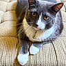 Charming is registered to the contest to win money with this photo: animal, bell, cat, close_up, collar, cushion, cute, domestic_cat, feline, gray_cat, indoor, looking_at_camera, pet, portrait, relaxed, resting, textured, whiskers, white_paws, yellow_eyes