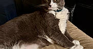 Charming joined the competition — help win amazing prizes! cat, grey_cat, white_cat, pet, indoor, furniture, blanket, recliner_chair, couch, collar, bell, relaxed, lying_down, whiskers, fur, animal, domestic, eyes, paws, cozy