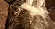 Charming joined the competition — help win amazing prizes! animal, cat, close_up, couch, cozy, ears, fluffy, fur, gray_cat, indoor, leather_couch, lying_down, paws_up, pet, pillow, relaxed, star_pattern, warm_lighting, whiskers, white_fur
