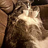 Charming joined the competition — help win amazing prizes! cat, gray_cat, white_fur, fluffy, pet, animal, indoor, couch, leather_couch, relaxed, lying_down, paws_up, cozy, fur, whiskers, ears, star_pattern, pillow, warm_lighting, close_up