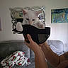 Appa joined the competition — help win amazing prizes! kitten, cat, white_cat, hand, cap, mesh, sofa, blanket, living_room, mirror, painting, wall, curious, pet, cute, indoor, furniture, human_hand, cozy, domestic