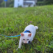 Appa is registered to the contest to win money with this photo: cat, white_cat, animal, pet, grass, field, outdoor, nature, harness, leash, house, background, blur, greenery, curious, walking, daylight, small_flower, exploring, mammal