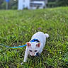 animal, background, blur, cat, curious, daylight, exploring, field, grass, greenery, harness, house, leash, mammal, nature, outdoor, pet, small_flower, walking, white_cat