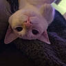 Appa is registered to the contest to win money with this photo: kitten, cat, upside_down, white_cat, cute, pet, animal, whiskers, ears, nose, paws, cozy, blanket, indoor, feline, young, soft, closeup, relaxed, curious