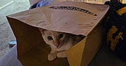 Appa is registered to the contest to win money with this photo: cat, paper_bag, indoor, curious, pet, animal, feline, door, carpet, furniture, cozy, playful, shadow, light, home, cute, whiskers, eyes, paws, resting