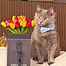 cat, gray_cat, bow_tie, flower_bouquet, tulips, yellow_flowers, red_flowers, indoor, blanket, furniture, wooden_panel, decor, photograph_frame, pet, animal, cozy, portrait, sitting, cute, domestic