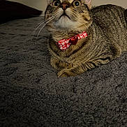 Addie is registered to the contest to win money with this photo: cat, tabby, bow_tie, heart_pattern, pet, indoor, bed, blanket, texture, curious, wide_eyes, feline, cute, animal, domestic, resting, whiskers, ears, paws, looking_up