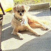 Amber joined the competition — help win amazing prizes! dog, small_dog, outdoor, sunlight, rug, grass, collar, pet, relaxed, lounging, shadow, texture, daylight, canine, animal, backyard, seat, resting, furry, cute