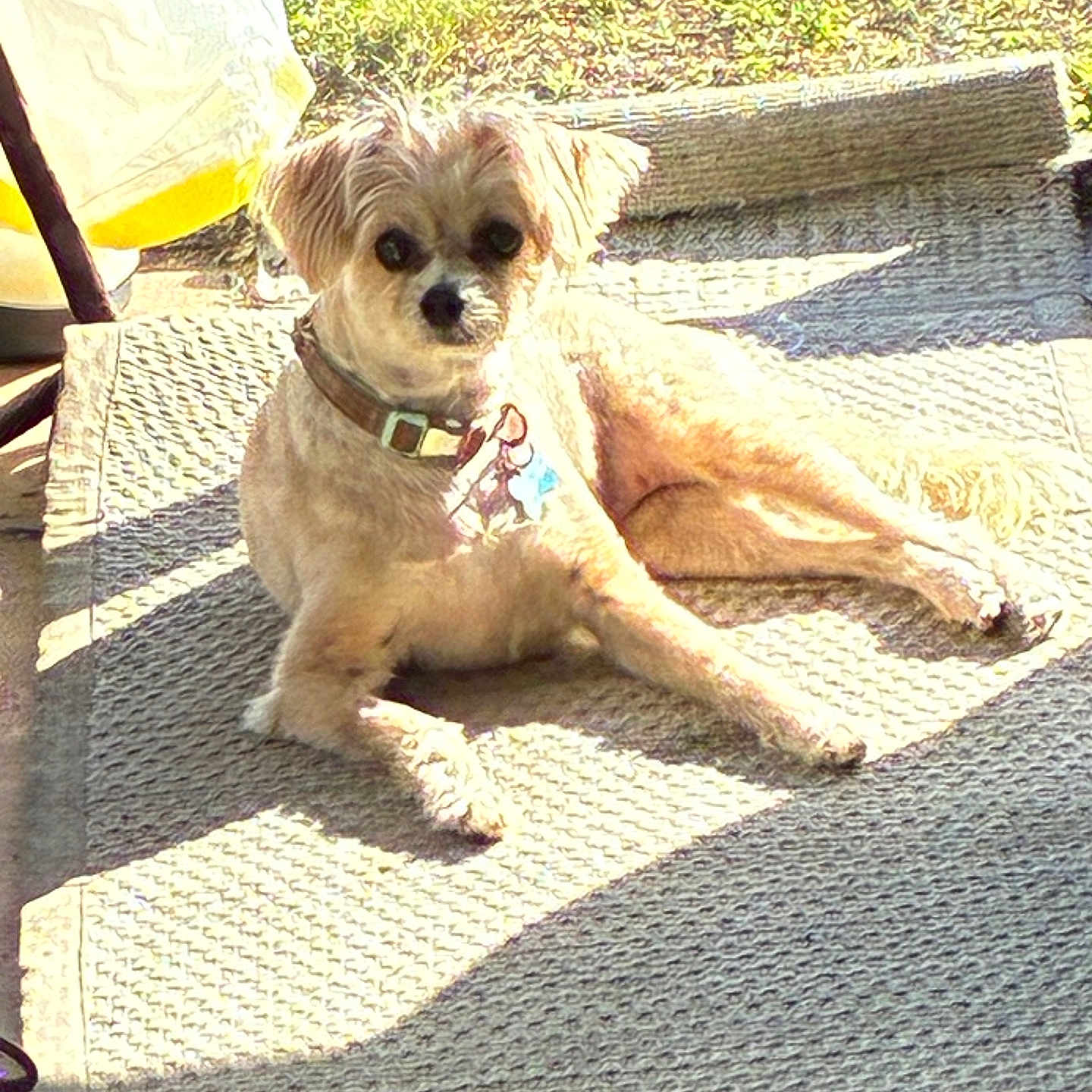 Amber joined the competition — help win amazing prizes! dog, small_dog, outdoor, sunlight, rug, grass, collar, pet, relaxed, lounging, shadow, texture, daylight, canine, animal, backyard, seat, resting, furry, cute