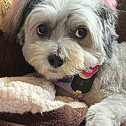 Cozette joined the competition — help win amazing prizes! dog, small_dog, pet, white_fur, pink_ears, collar, dog_tag, big_eyes, black_nose, blanket, couch, indoors, close_up, portrait, cozy, resting, fur_texture, cute, groomed, attention