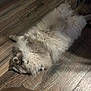 animal, cat, cozy, cute, domestic_animal, feline, fluffy, fur, home, indoor, lying_down, paws, pet, quiet, relaxed, resting, sleeping, soft, whiskers, wooden_floor