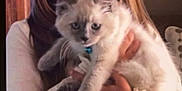 Austin is registered to the contest to win money with this photo: blue_eyes, bow, cat, child, cozy, cute, fluffy, furniture, girl, happy, holding, home, indoor, kitten, long_hair, person, portrait, smiling, white_clothing, young