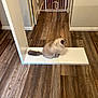 Austin joined the competition — help win amazing prizes! animal, baby_gate, cat, door, flooring, fluffy, fur, furniture_part, hallway, home, indoor, interior, pet, quiet, resting, sitting, tail, wall, white_furniture, wooden_floor