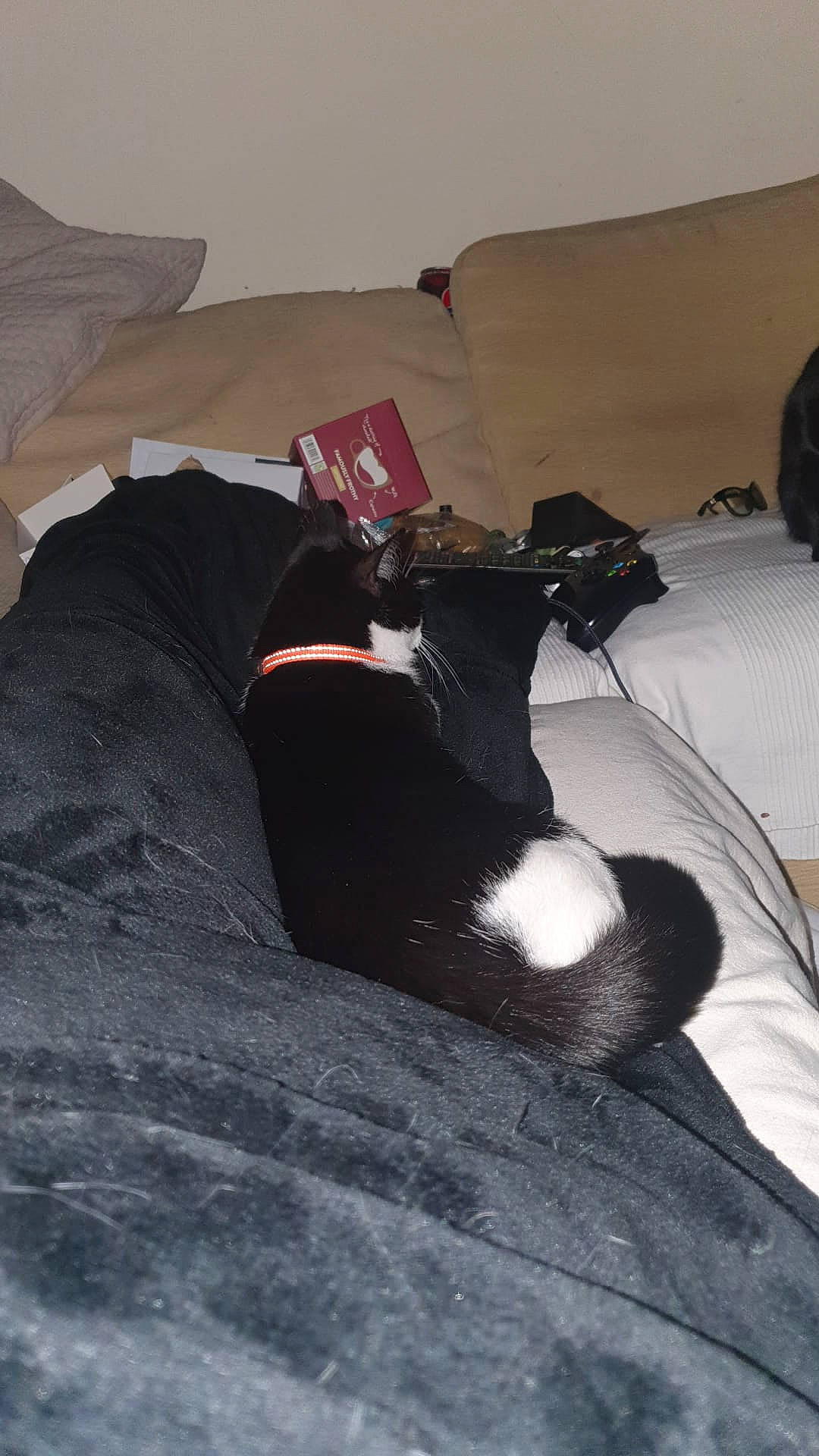 Jack joined the competition — help win amazing prizes! bed, bedding, canidae, carmine, carnivore, comfort, companion_dog, dog, dog_breed, felidae, flooring, fur, hardwood, human_leg, linens, small_to_medium_sized_cats, tail, tints_and_shades, wood, working_animal