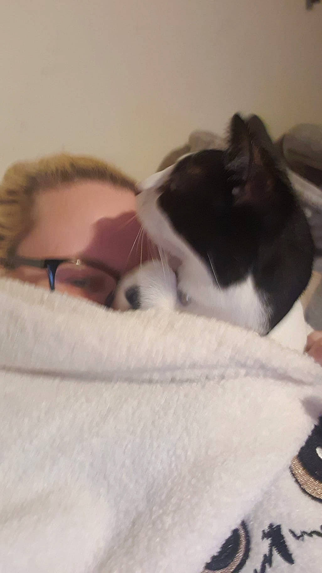 Jack joined the competition — help win amazing prizes! bed, bedding, carnivore, cat, comfort, companion_dog, domestic_short_haired_cat, eyelash, felidae, fur, hair, head, linens, mammal, nap, paw, small_to_medium_sized_cats, snout, tail, whiskers