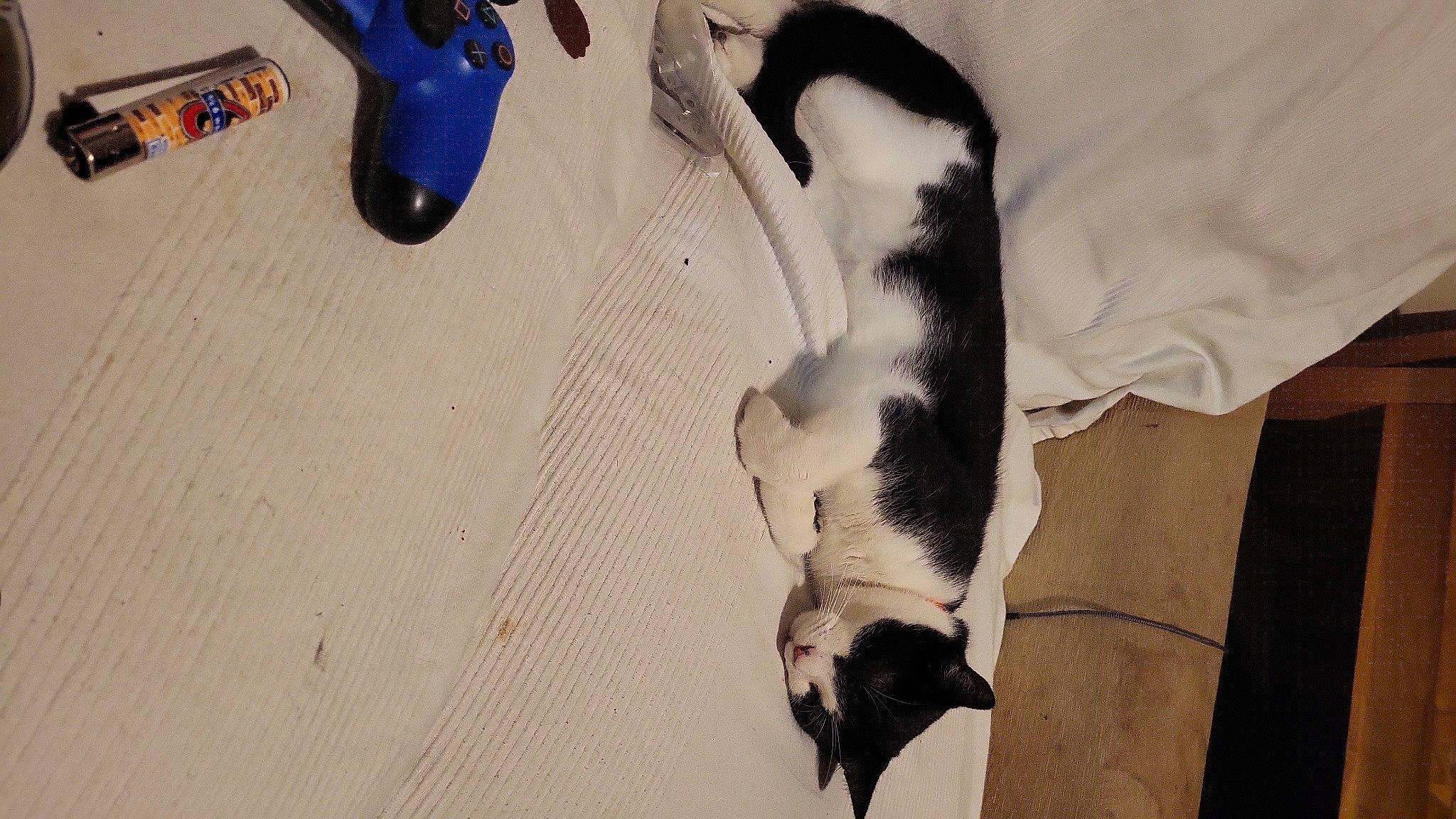 Jack is registered to the contest to win money with this photo: carnivore, comfort, companion_dog, dog_breed, electric_blue, fawn, felidae, flooring, fur, hardwood, human_leg, leg, linens, penguin, small_to_medium_sized_cats, snout, sporting_group, tail, whiskers, wood