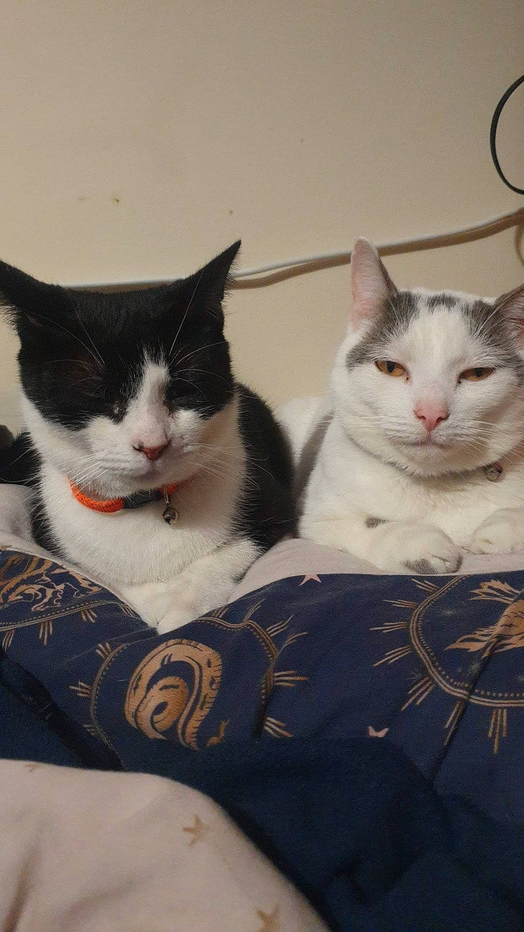 Jack joined the competition — help win amazing prizes! art, carnivore, cat, comfort, domestic_short_haired_cat, eye, felidae, fur, grey, human_leg, leg, love, pattern, paw, sitting, small_to_medium_sized_cats, tail, whiskers, window