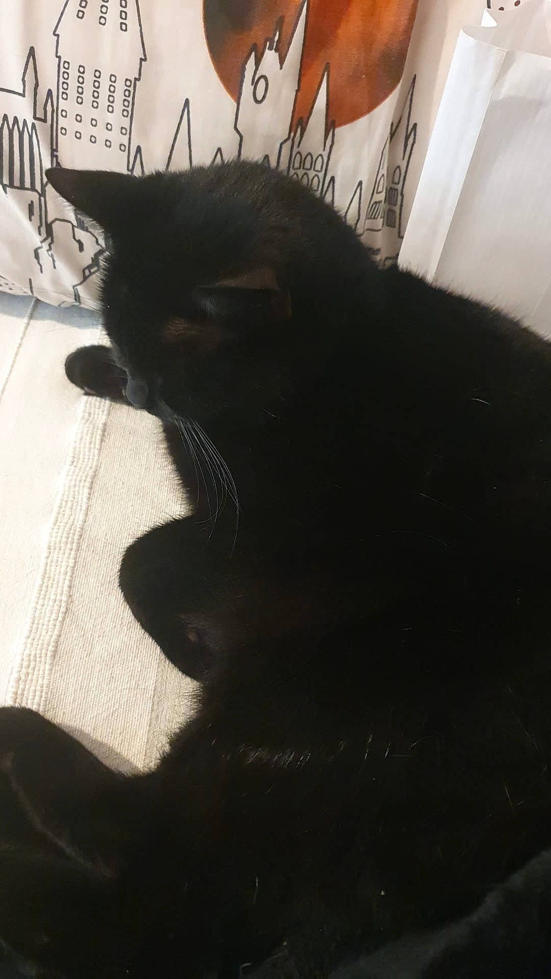 Suki is registered to the contest to win money with this photo: black_cat, carnivore, cat, comfort, domestic_short_haired_cat, felidae, flooring, fur, monochrome, monochrome_photography, shadow, small_to_medium_sized_cats, snout, tail, terrestrial_animal, tints_and_shades, whiskers, window