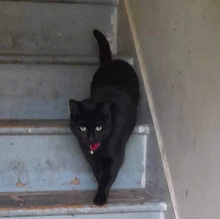 Suki is registered to the contest to win money with this photo: black_cat, bombay, carnivore, cat, domestic_short_haired_cat, felidae, fur, grey, small_to_medium_sized_cats, tail, terrestrial_animal, whiskers, wood