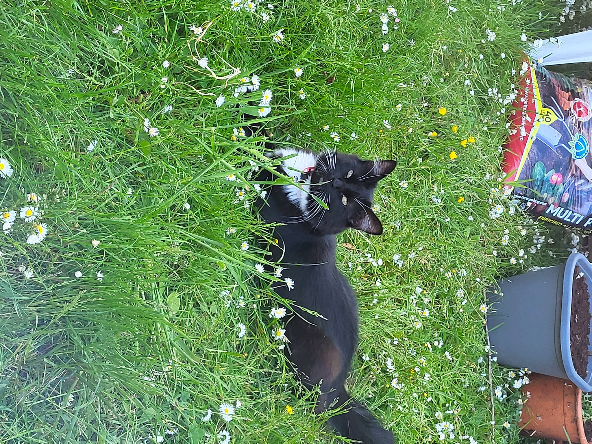 Bellatrix joined the competition — help win amazing prizes! art, black_cat, botany, carnivore, cat, domestic_short_haired_cat, felidae, flowering_plant, garden, grass, grass_family, groundcover, lawn, people_in_nature, plant, shrub, small_to_medium_sized_cats, tail, tree, vegetation