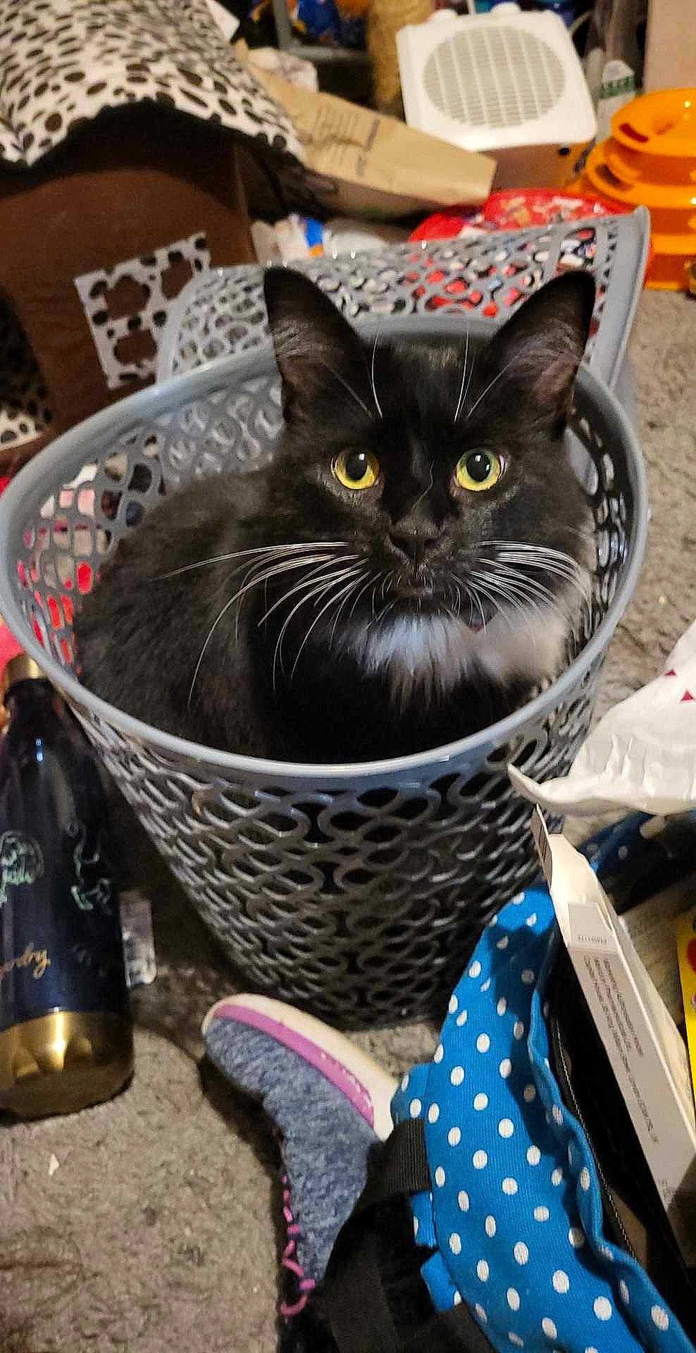 Bellatrix joined the competition — help win amazing prizes! bag, basket, black_cat, box, carnivore, cat, comfort_food, domestic_short_haired_cat, felidae, fur, grass, holiday, packaging_and_labeling, small_to_medium_sized_cats, snout, whiskers