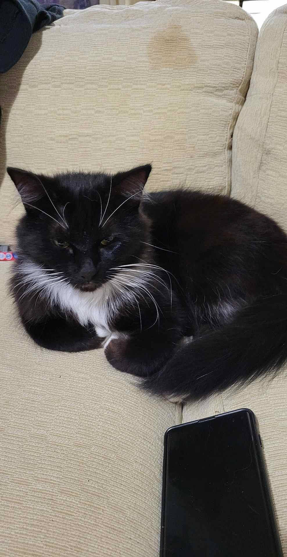 Bellatrix joined the competition — help win amazing prizes! black_cat, carnivore, cat, claw, comfort, domestic_short_haired_cat, felidae, fur, gadget, grey, mobile_phone, monochrome_photography, output_device, paw, sitting, small_to_medium_sized_cats, snout, tail, whiskers, window