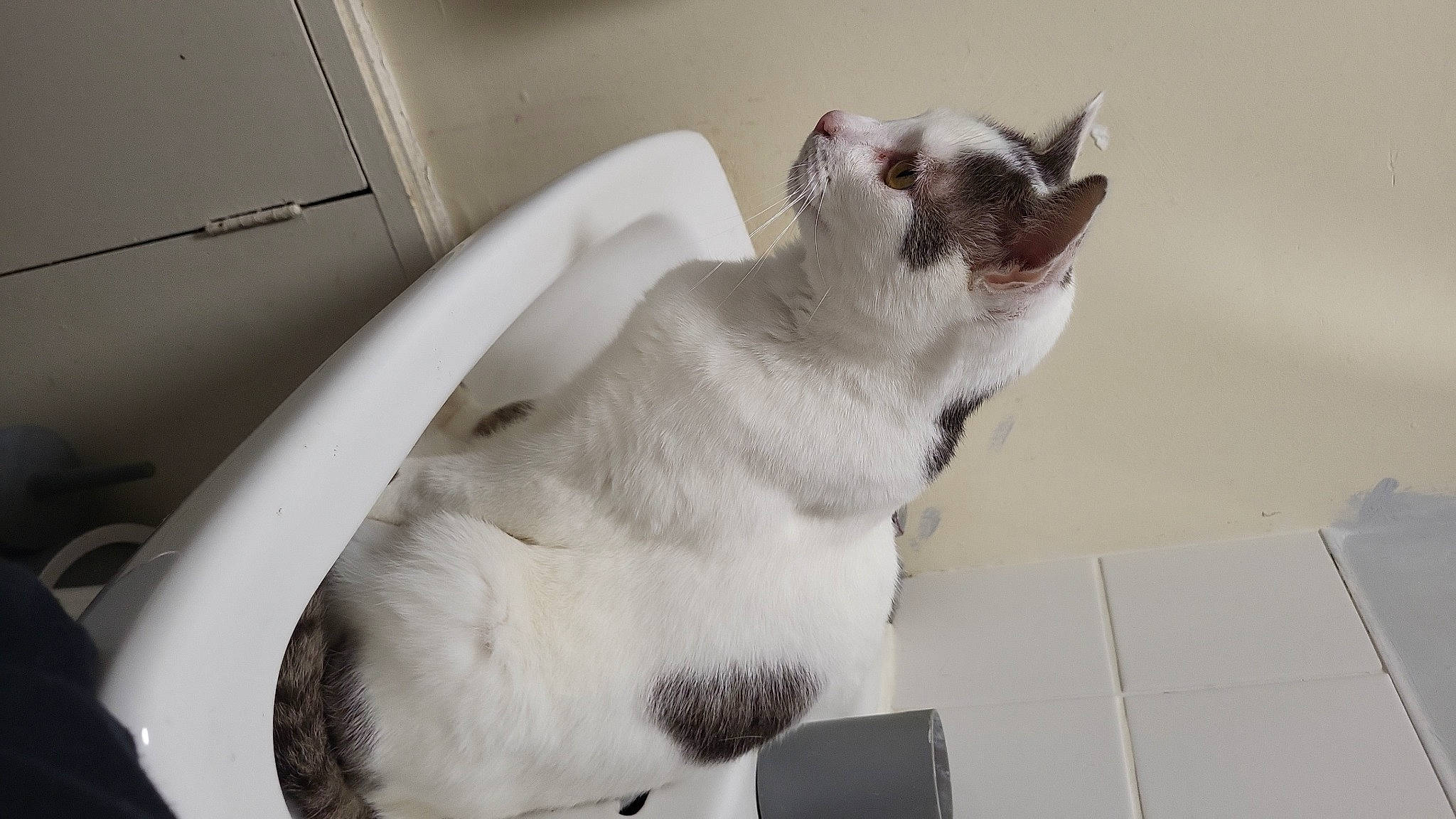 Paolo is registered to the contest to win money with this photo: box, carnivore, carton, cat, claw, domestic_short_haired_cat, fawn, felidae, flooring, fur, paw, shipping_box, small_to_medium_sized_cats, snout, tail, thai, whiskers, window