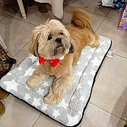 Kiki participe au concours pour gagner de l'argent avec cette photo : accessory, adorable, animal, bow_tie, brown_dog, companion, cozy, cute, dog, domestic_animal, floor, fluffy, furniture, household, indoor, looking_up, pet_bed, resting, star_pattern, tile_floor