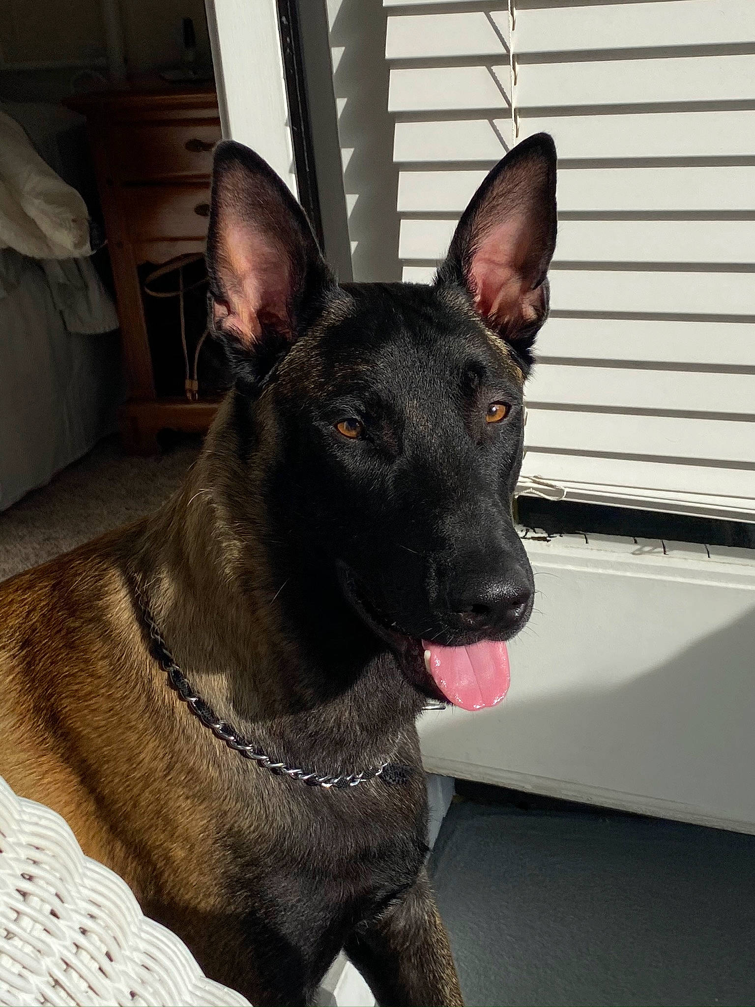 Ops is registered to the contest to win money with this photo: canidae, carnivore, collar, companion_dog, dog, dog_breed, dog_collar, fawn, fur, guard_dog, non_sporting_group, snout, sporting_group, whiskers, working_animal, working_dog