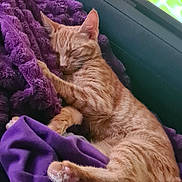 Madame Nala is registered to the contest to win money with this photo: cat, orange_tabby, sleeping, purple_blanket, cozy, indoor, pet, feline, resting, couch, soft_texture, relaxed, paw, fur, comfort, domestic_animal, close_up, home, animal, quiet