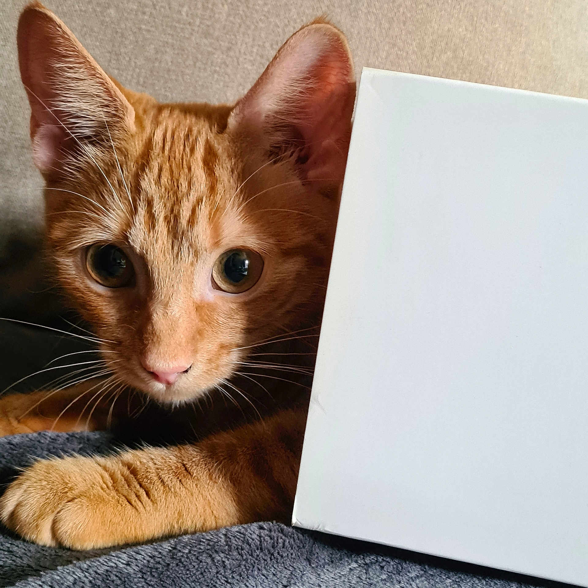 Madame Nala is registered to the contest to win money with this photo: cat, orange_tabby, pet, animal, feline, whiskers, ears, eyes, paw, box, curious, closeup, indoor, soft_texture, cute, young_cat, resting, portrait, fur, domestic_cat
