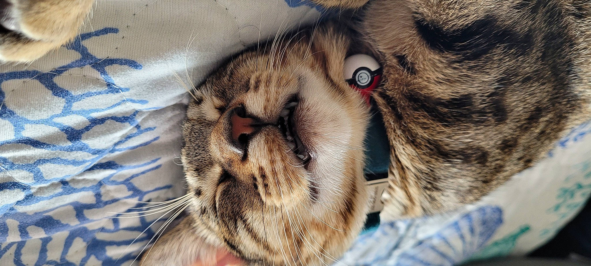 Kiwi is registered to the contest to win money with this photo: big_cats, carnivore, cat, claw, close_up, domestic_short_haired_cat, eye, fawn, felidae, fur, hair, paw, small_to_medium_sized_cats, snout, terrestrial_animal, tree, vertebrate, whiskers, wildlife, wrinkle