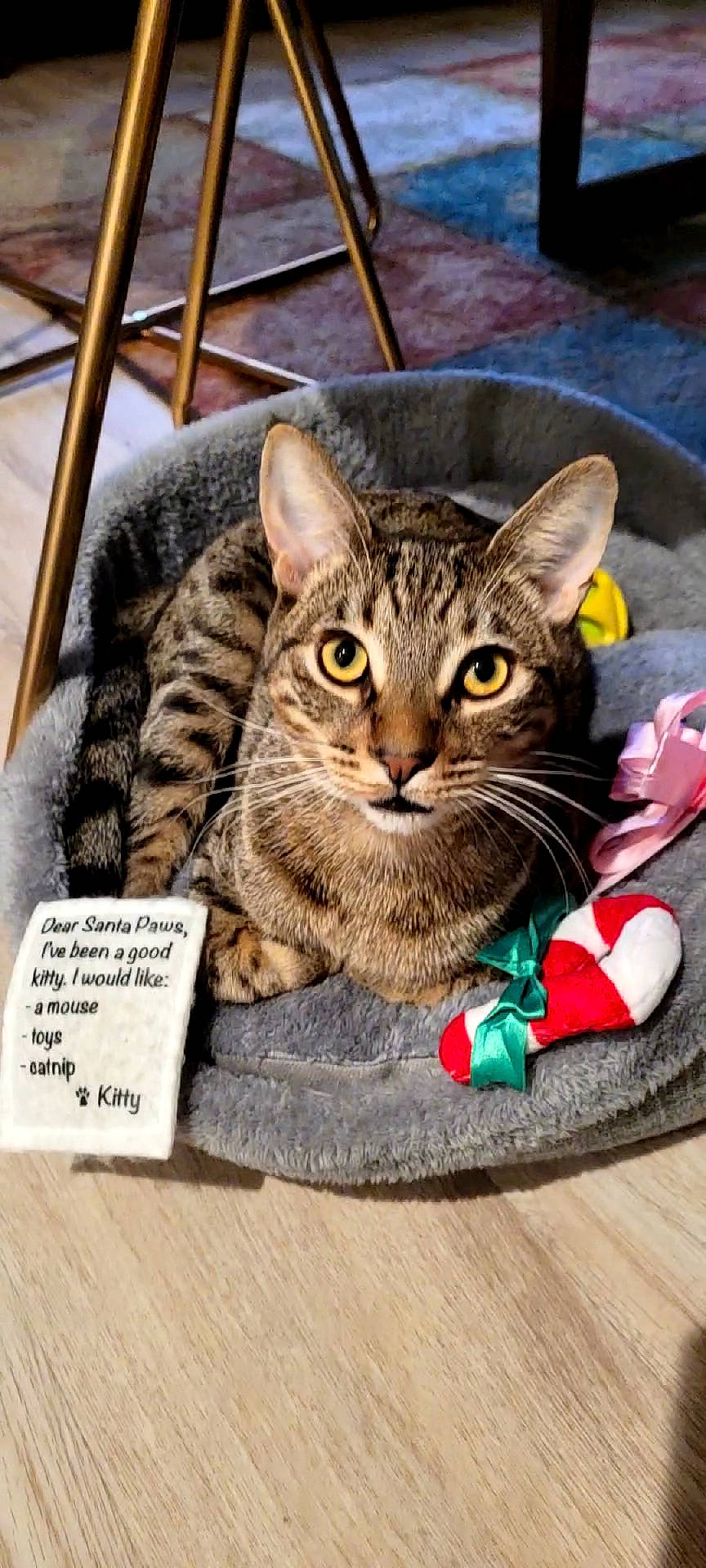 Kiwi joined the competition — help win amazing prizes! bombay, box, carnivore, cat, cat_supply, claw, domestic_short_haired_cat, felidae, fur, handwriting, pattern, paw, pet_supply, photo_caption, sitting, small_to_medium_sized_cats, snout, terrestrial_animal, whiskers, wildlife