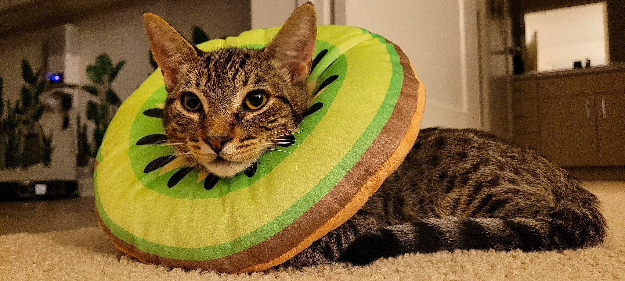 Kiwi joined the competition — help win amazing prizes! automotive_tire, carnivore, cat, cat_supply, comfort, domestic_short_haired_cat, felidae, fur, grass, pattern, plant, sitting, small_to_medium_sized_cats, snout, terrestrial_animal, tree, vertebrate, whiskers, wildlife, window