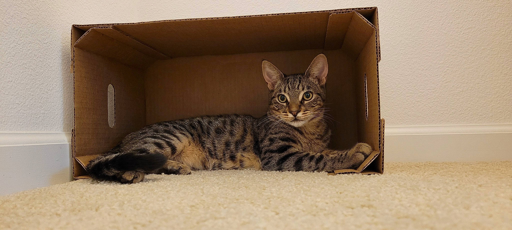 Kiwi is registered to the contest to win money with this photo: box, carnivore, cat, comfort, domestic_short_haired_cat, eye, fawn, felidae, fur, paw, rectangle, sitting, small_to_medium_sized_cats, snout, tail, terrestrial_animal, whiskers, wildlife, wood