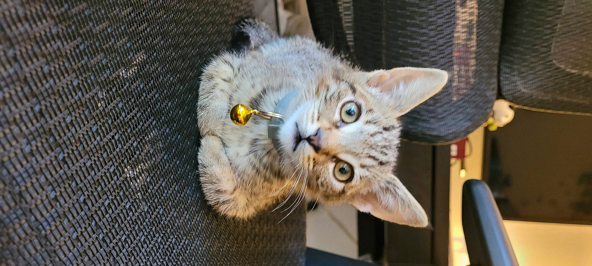 Kiwi joined the competition — help win amazing prizes! carnivore, cat, claw, domestic_short_haired_cat, fawn, felidae, fur, small_to_medium_sized_cats, snout, tail, terrestrial_animal, whiskers, wildlife, woven_fabric