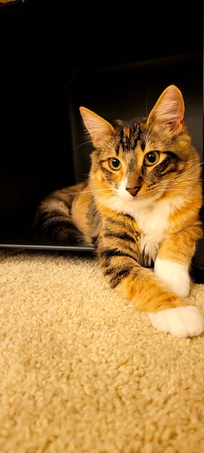 Akira is registered to the contest to win money with this photo: carnivore, cat, claw, domestic_short_haired_cat, eye, fawn, felidae, flooring, foot, fur, paw, sitting, small_to_medium_sized_cats, snout, tail, terrestrial_animal, whiskers, wildlife, window, wood