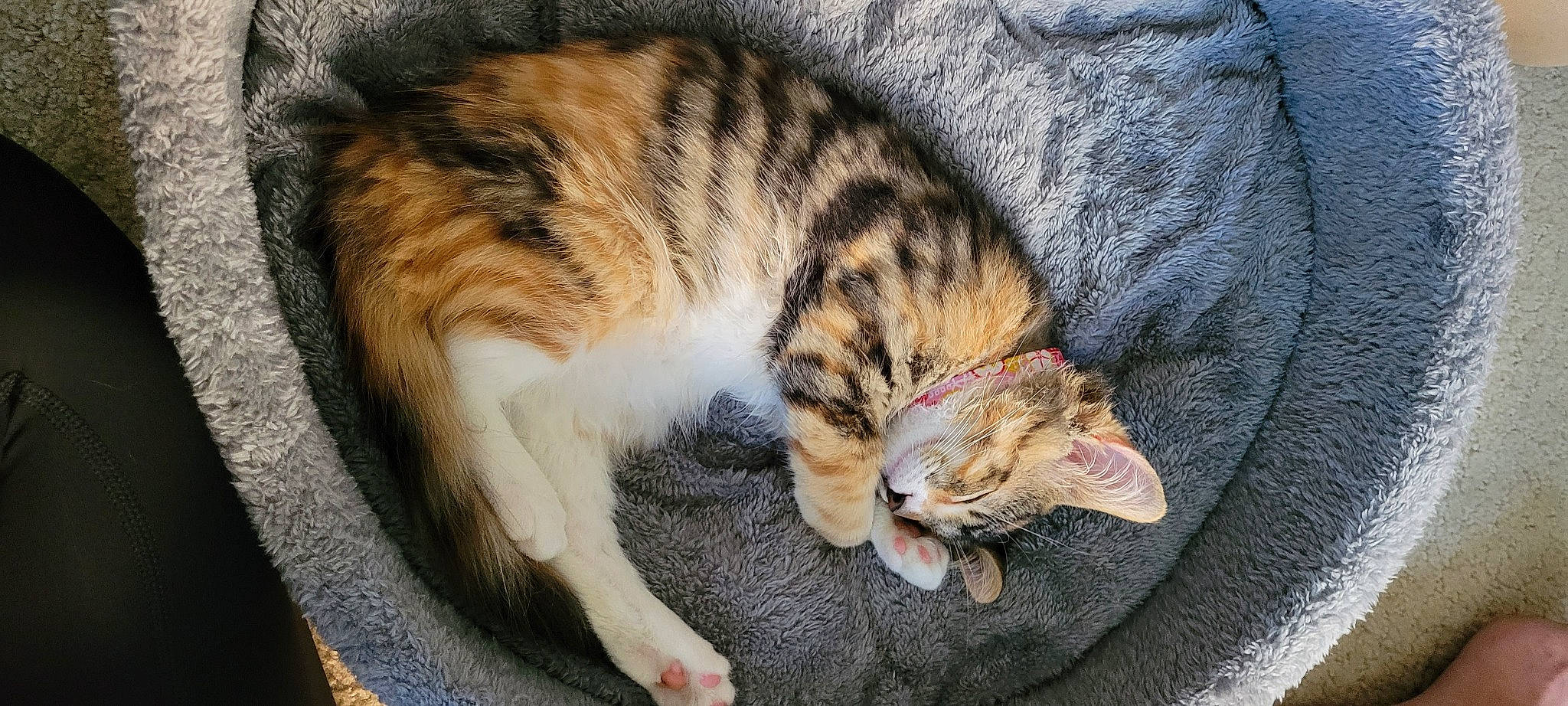 Akira joined the competition — help win amazing prizes! carnivore, cat, claw, comfort, domestic_short_haired_cat, eye, fawn, felidae, fur, grass, nap, paw, sitting, sleep, small_to_medium_sized_cats, snout, tail, terrestrial_animal, whiskers, wildlife