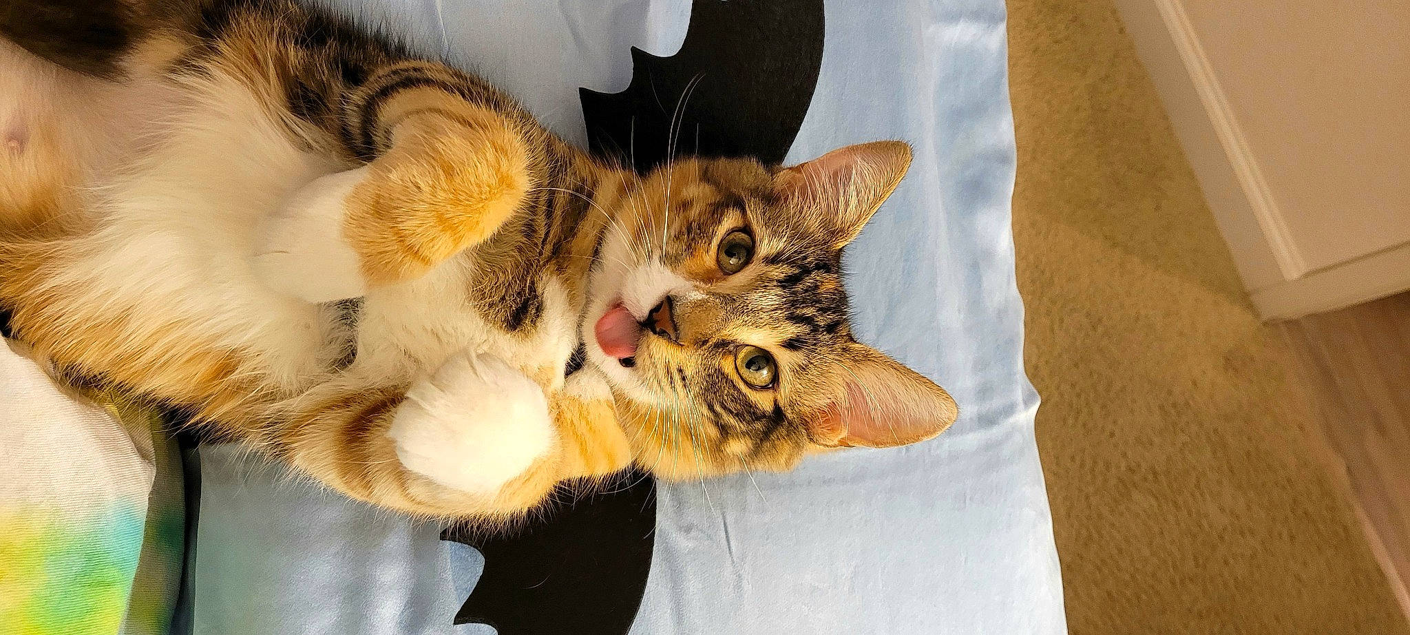 Akira is registered to the contest to win money with this photo: carnivore, cat, claw, comfort, domestic_short_haired_cat, ear, fawn, felidae, foot, fur, gesture, linens, paw, plant, small_to_medium_sized_cats, snout, tail, textile, whiskers, window