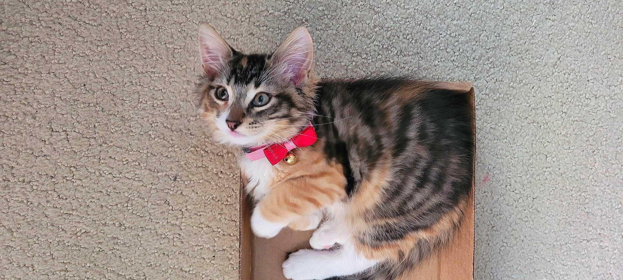 Akira is registered to the contest to win money with this photo: carnivore, cat, collar, domestic_short_haired_cat, fawn, felidae, fur, paw, sitting, small_to_medium_sized_cats, snout, tail, tree, whiskers