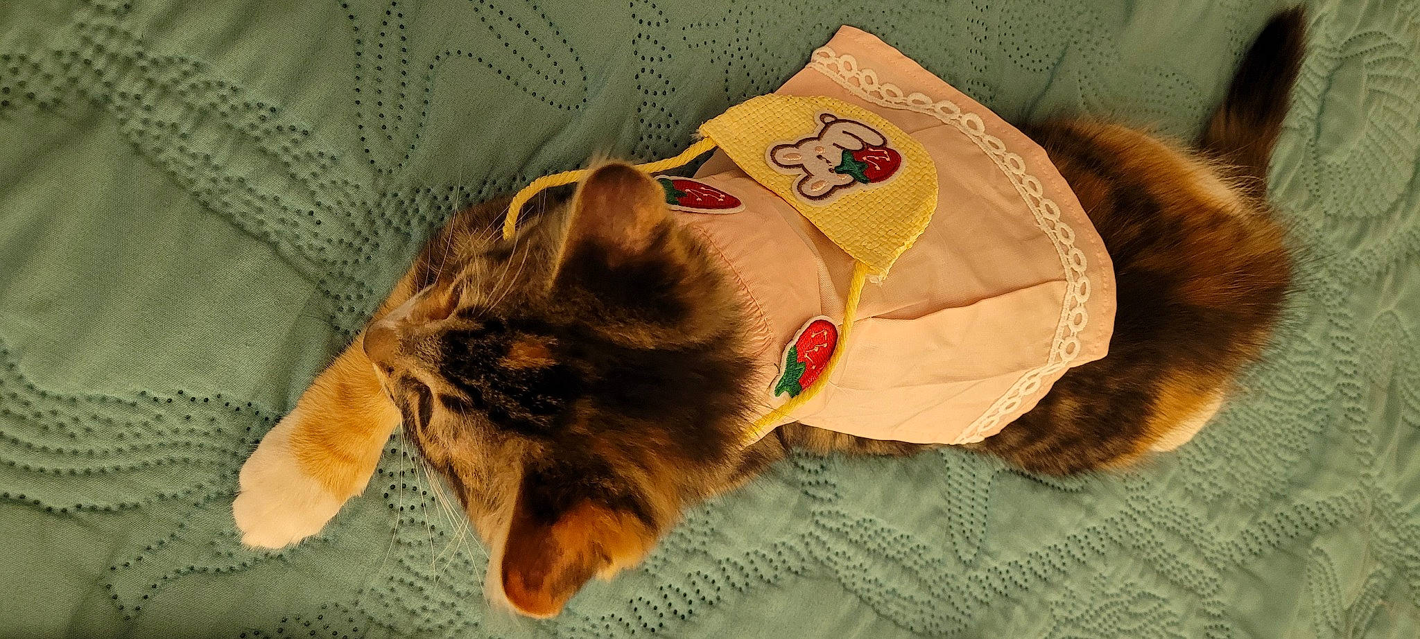 Akira joined the competition — help win amazing prizes! brown, carnivore, cat, claw, comfort, domestic_short_haired_cat, fawn, felidae, fur, linens, mammal, nap, pattern, paw, small_to_medium_sized_cats, snout, tail, textile, vertebrate, whiskers