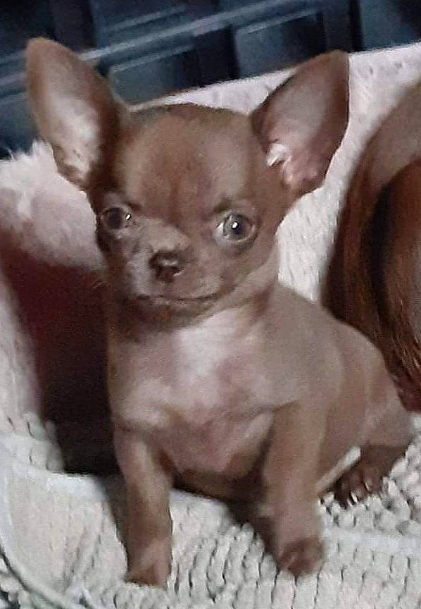 Miky a rejoint le concours — aidez-le/la à gagner de superbes lots ! ancient_dog_breeds, canidae, carnivore, chihuahua, companion_dog, corgi_chihuahua, dog, dog_breed, ear, fawn, liver, non_sporting_group, puppy, russkiy_toy, snout, sporting_group, terrestrial_animal, toy_dog, whiskers, working_animal