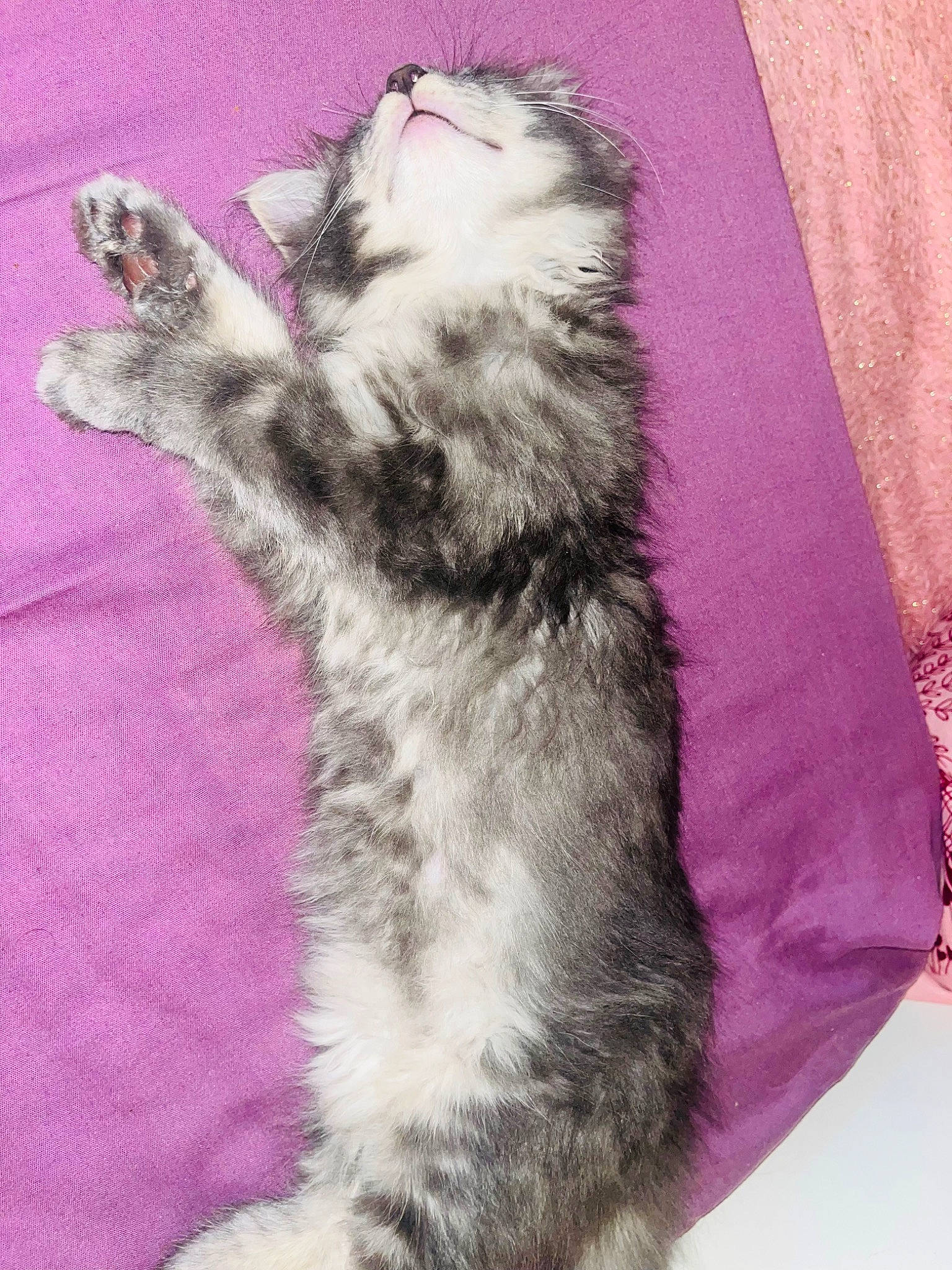 Scrat a rejoint le concours — aidez-le/la à gagner de superbes lots ! canidae, carnivore, cat, claw, comfort, dog_breed, domestic_short_haired_cat, felidae, foot, fur, fur_clothing, grey, magenta, pattern, paw, small_to_medium_sized_cats, snout, tail, whiskers