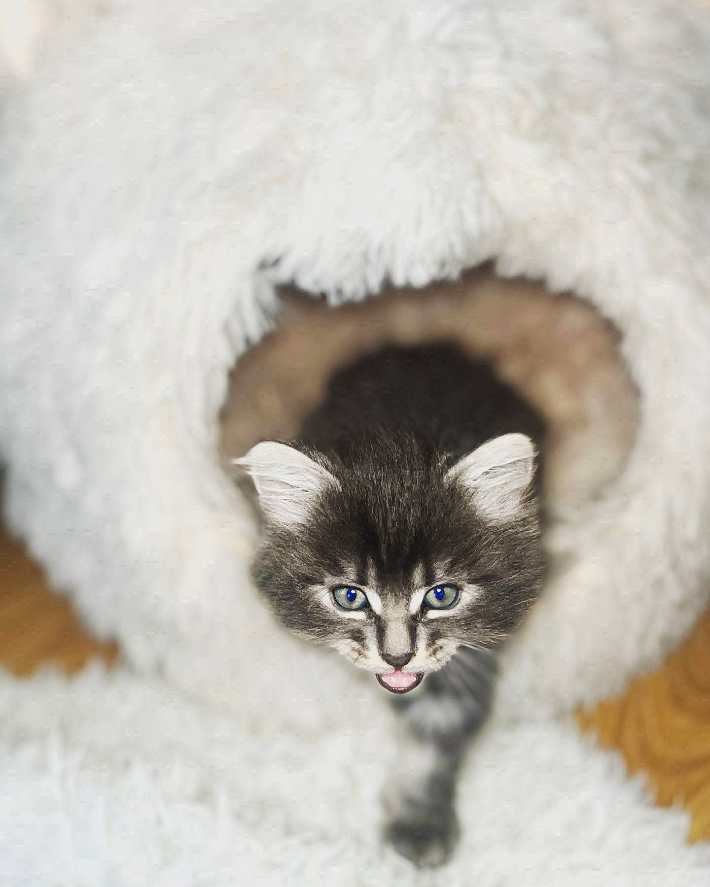 Scrat a rejoint le concours — aidez-le/la à gagner de superbes lots ! canidae, carnivore, cat, cat_bed, cat_supply, claw, domestic_short_haired_cat, fawn, felidae, freezing, fur, paw, small_to_medium_sized_cats, snout, snow, tail, terrestrial_animal, whiskers, wildlife, winter