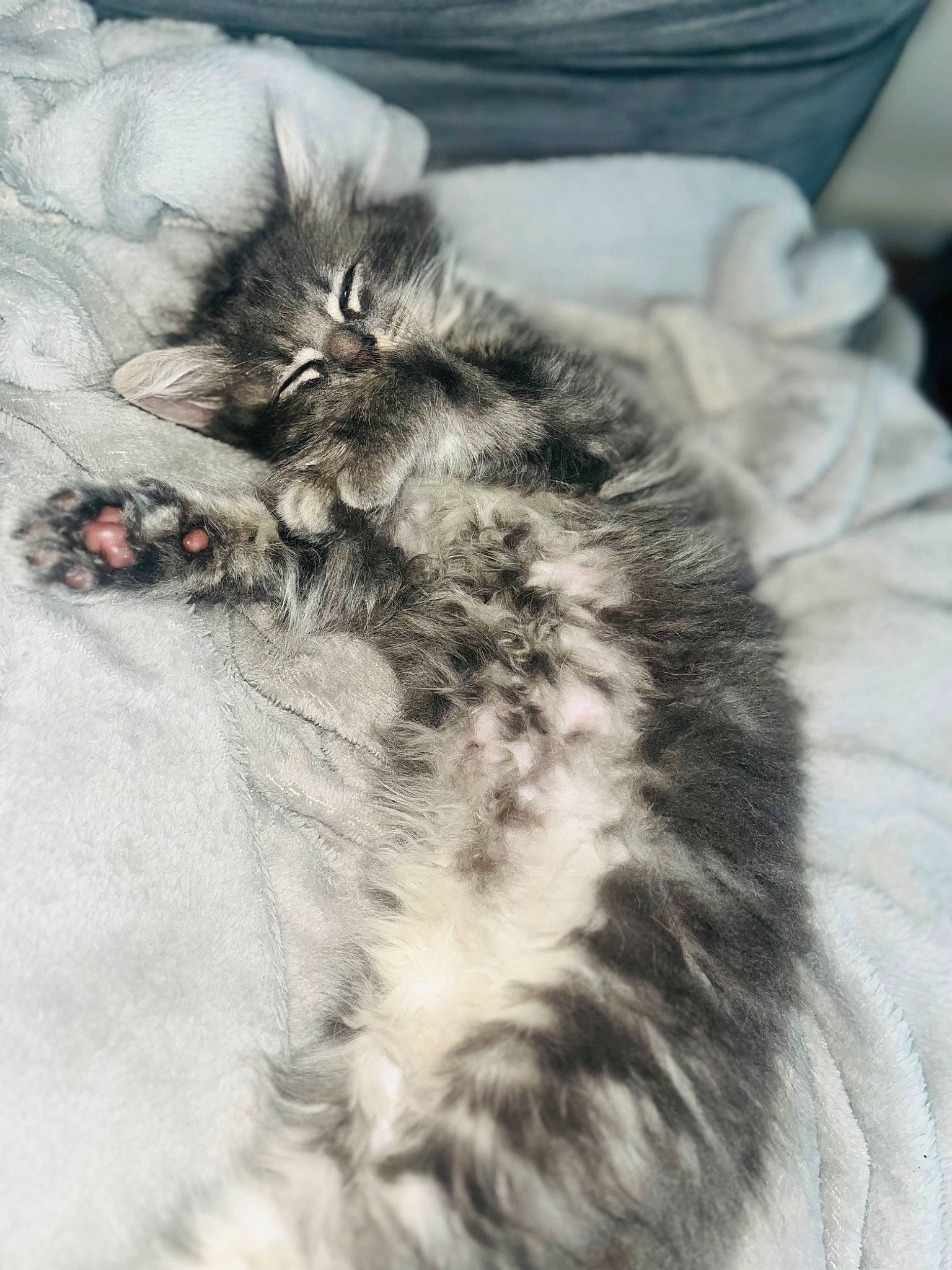 Scrat a rejoint le concours — aidez-le/la à gagner de superbes lots ! british_longhair, canidae, carnivore, cat, claw, domestic_short_haired_cat, eye, feather, felidae, fur, grey, maine_coon, monochrome_photography, paw, small_to_medium_sized_cats, tail, terrestrial_animal, whiskers