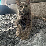 Ares participe au concours pour gagner de l'argent avec cette photo : animal, blanket, cat, couch, cozy, curious, ears, feline, fluffy, fur, furniture, gray_cat, indoor, kitten, lying_down, paws, pet, relaxed, whiskers, young_cat