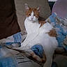 cat, orange_and_white, feline, pet, blanket, couch, indoor, resting, relaxed, fur, animal, cozy, home, seated, comfort, sleepy, whiskers, ears, tail, domestic