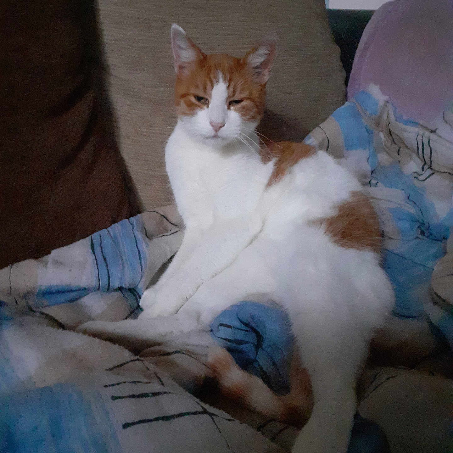Jules a rejoint le concours — aidez-le/la à gagner de superbes lots ! cat, orange_and_white, feline, pet, blanket, couch, indoor, resting, relaxed, fur, animal, cozy, home, seated, comfort, sleepy, whiskers, ears, tail, domestic